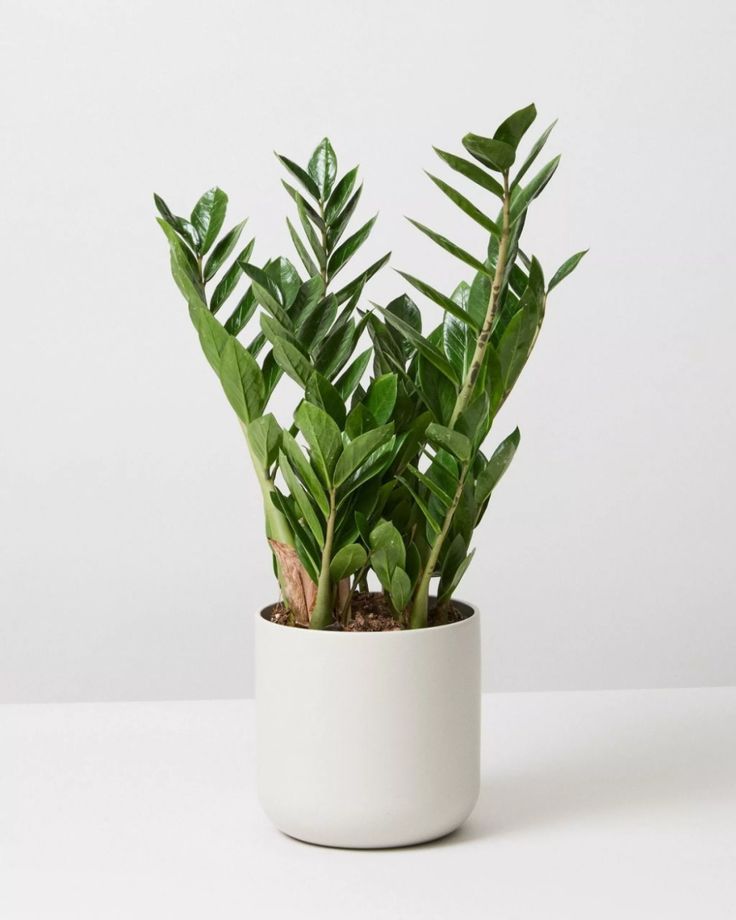 ZZ Plant